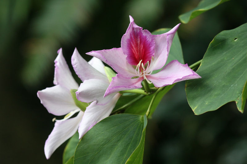 Orchideenbaum (Bauhinia variegata)