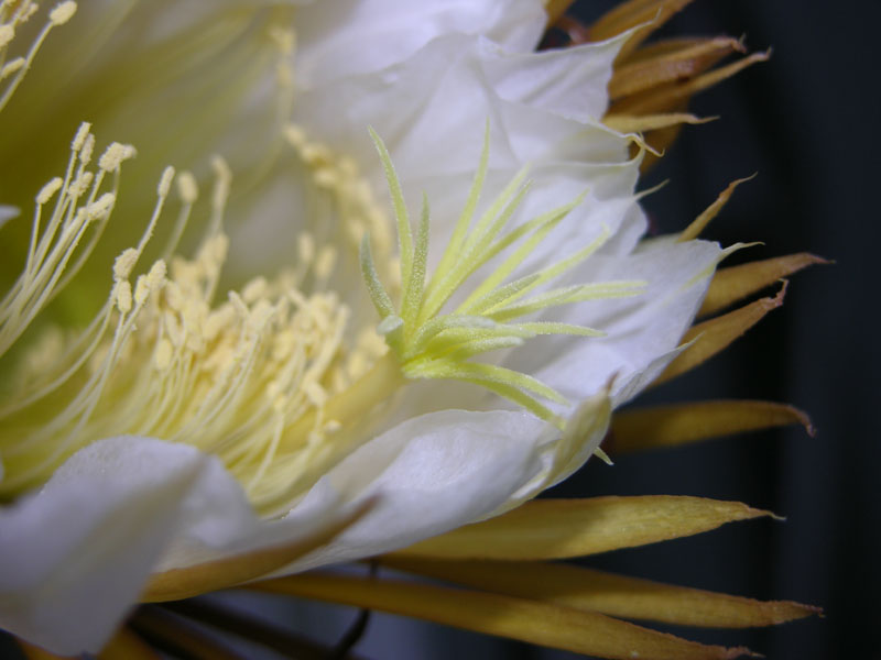 Königin der Nacht (Selenicereus grandiflorus).