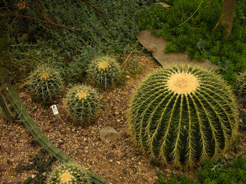 Der sogenannte "Schwiegermuttersessel" (Echinocactus grusonii)