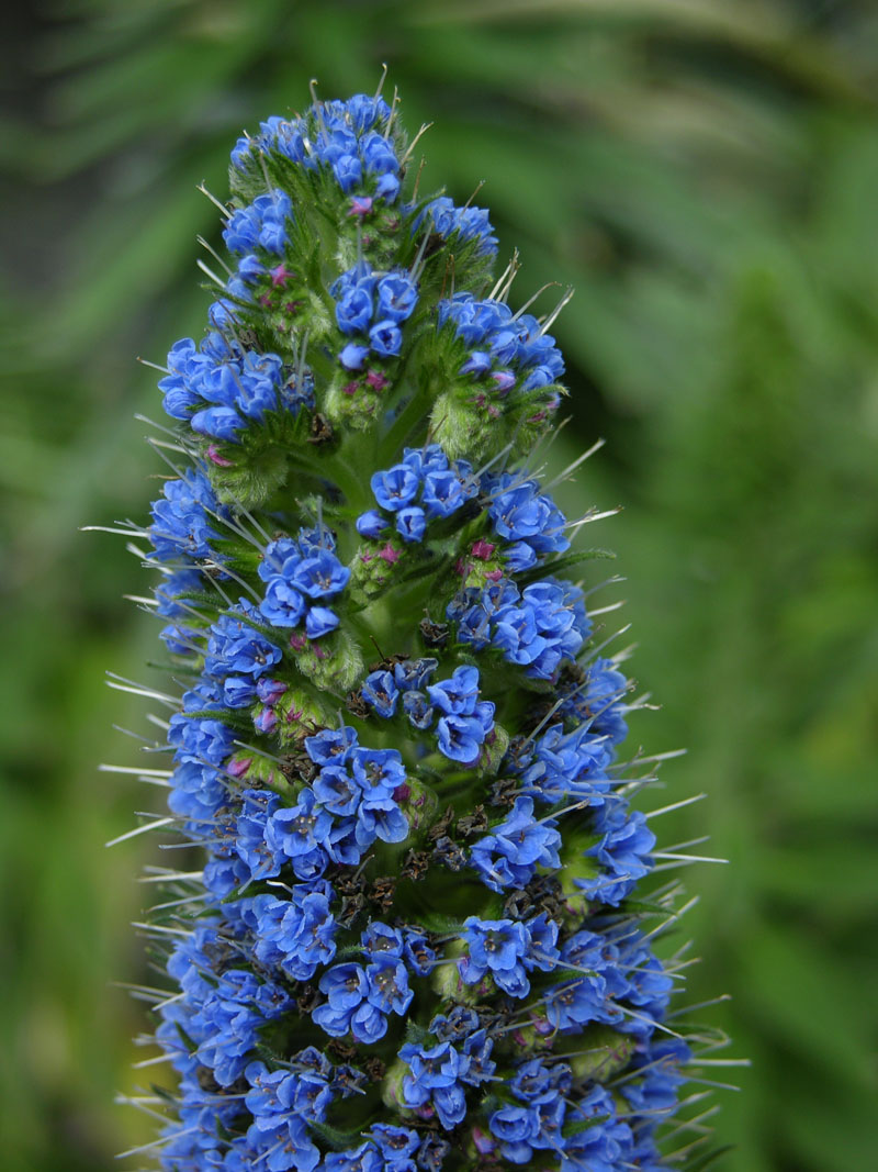 Madeira-Natternkopf (Echium candicans)