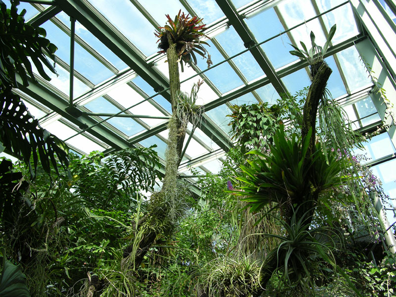 Epiphytenstämme im Palmenhaus