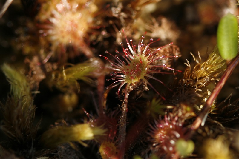 Rundblättriger Sonnentau (Drosera rotundifolia)