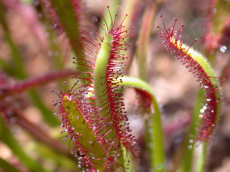 Kap-Sonnentau (Drosera capensis)