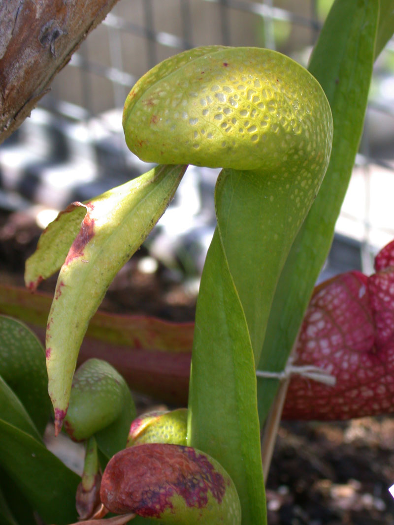Kobrapflanze (Darlingtonia californica)