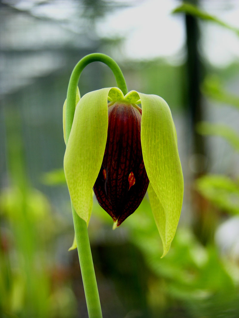 Blüte der Kobrapflanze (Darlingtonia californica)