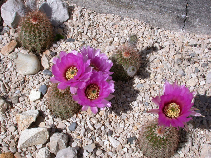 Echinocereus reichenbachii var. bailey