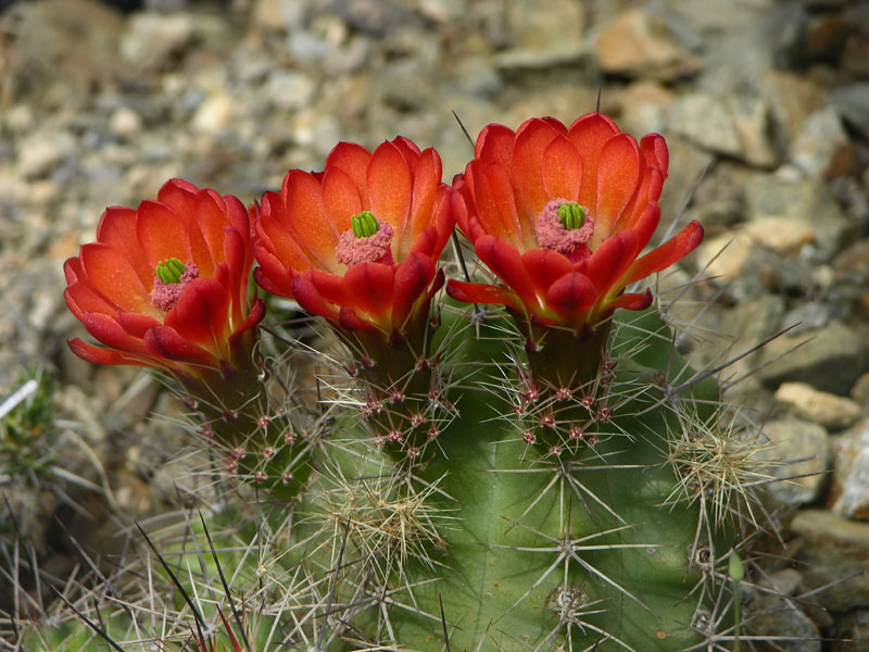 Igelsäulenkaktus (Echinocereus coccinea)