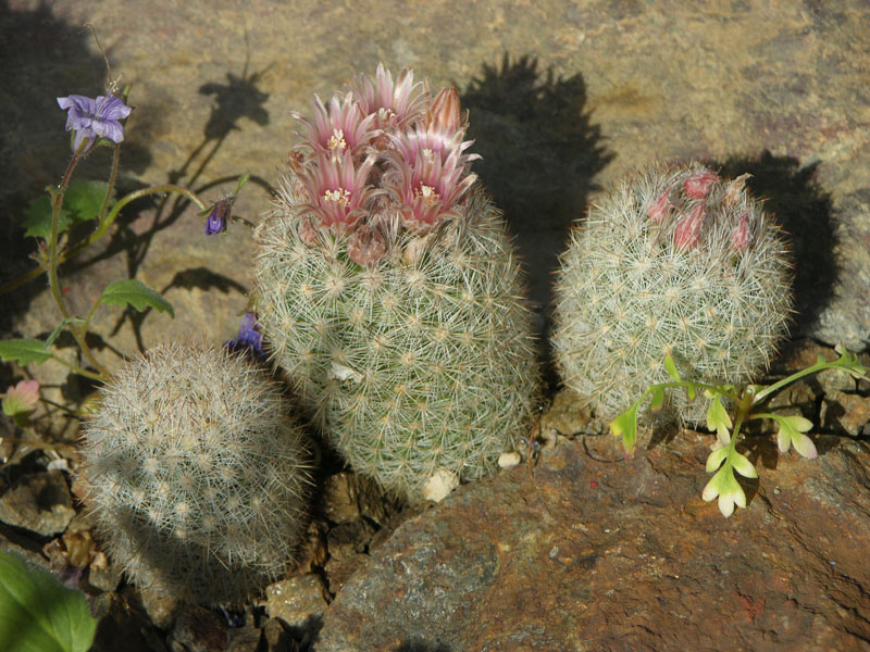 Escobaria orcutti var. macraxina