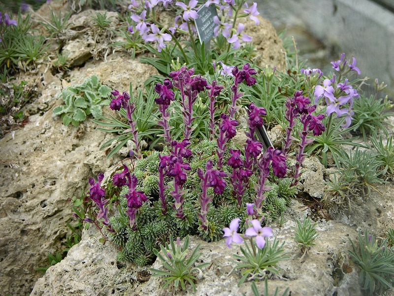Steinbrech (Saxifraga sempervivum) und Walliser Levkoje (Matthiola valesiaca)