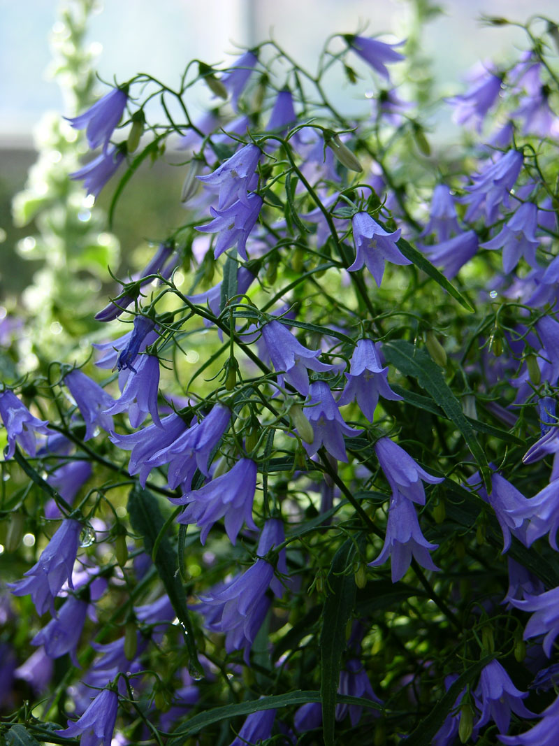 Waldstein-Glockenblume (Campanula waldsteiniana)