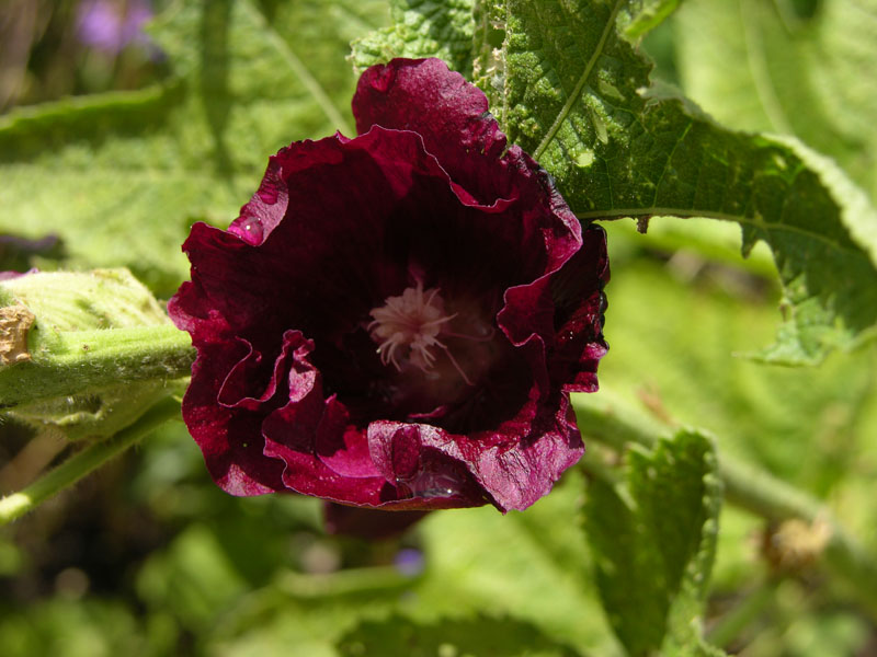 Stockmalve (Alcea rosea)