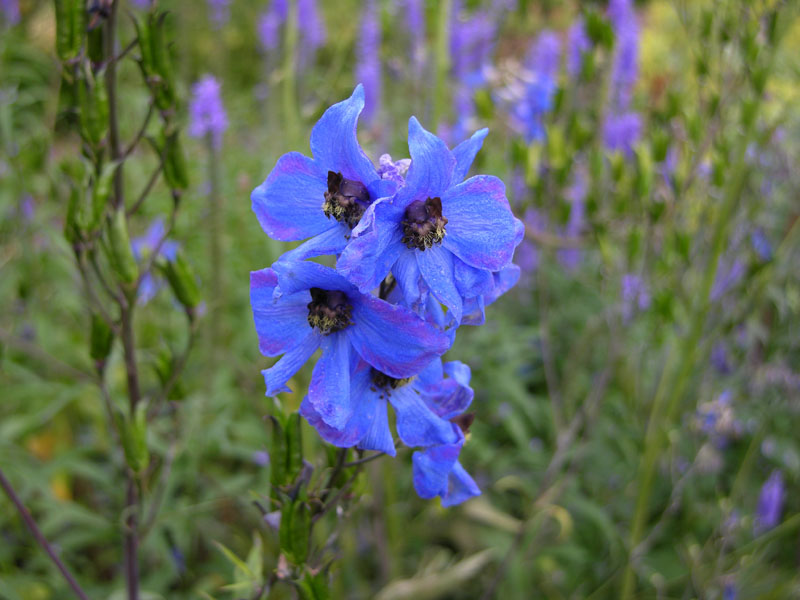 Rittersporn (Delphinium sp)