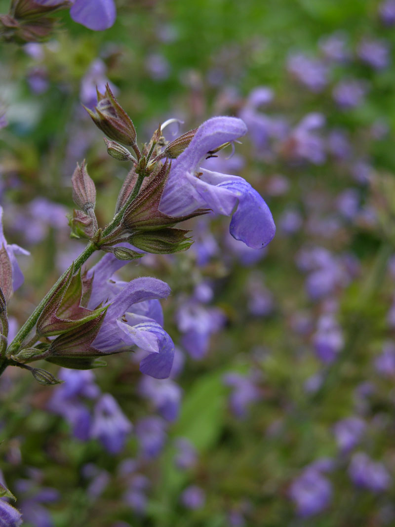 Echte Salbei (Salvia officinalis)