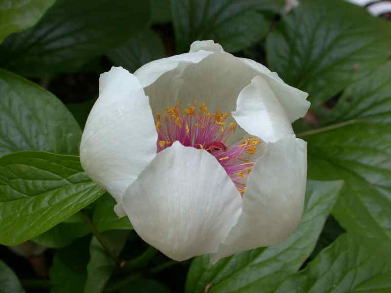 Paeonia wittmanniana