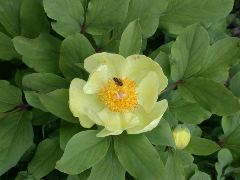 Paeonia mlokosewitschii