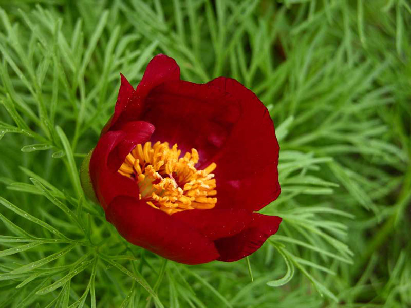 Netzblatt-Pfingstrose (Paeonia tenuifolia)