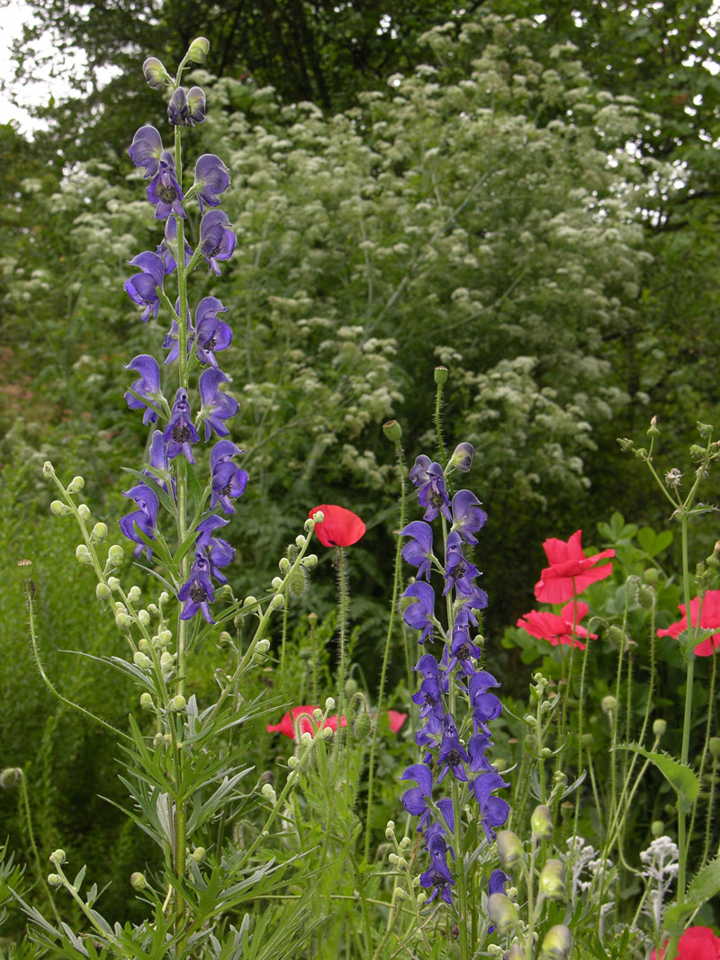 Blauer Eisenhut (Acontium napellus), Klatschmohn (Papaver rhoeas) und Gefleckter Schierling (Conium maculatum)