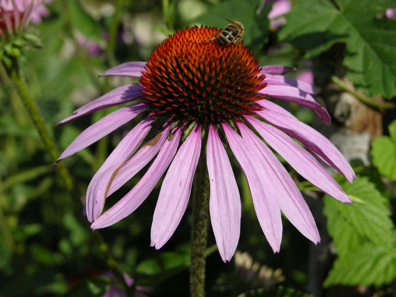 Roter Sonnenhut (Echinacea purpurea)