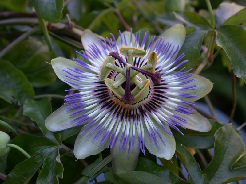 Blaue Passionsblume (Passiflora coerulea)