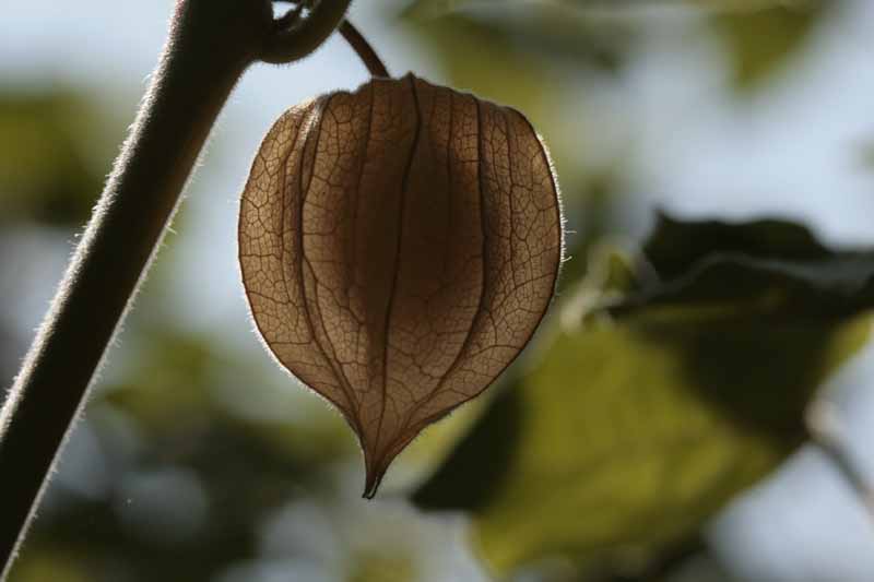 Andenbeere (Physalis peruviana)