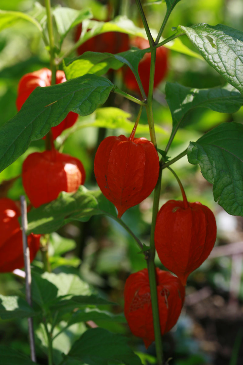 Gewöhnliche Blasenkirsche (Physalis alkekengi