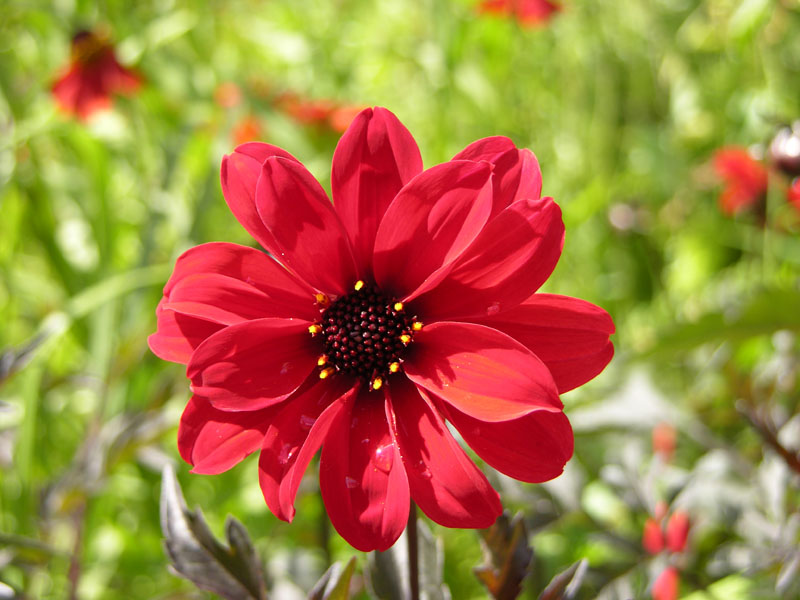 Dahlie 'Bishop Llandaf'