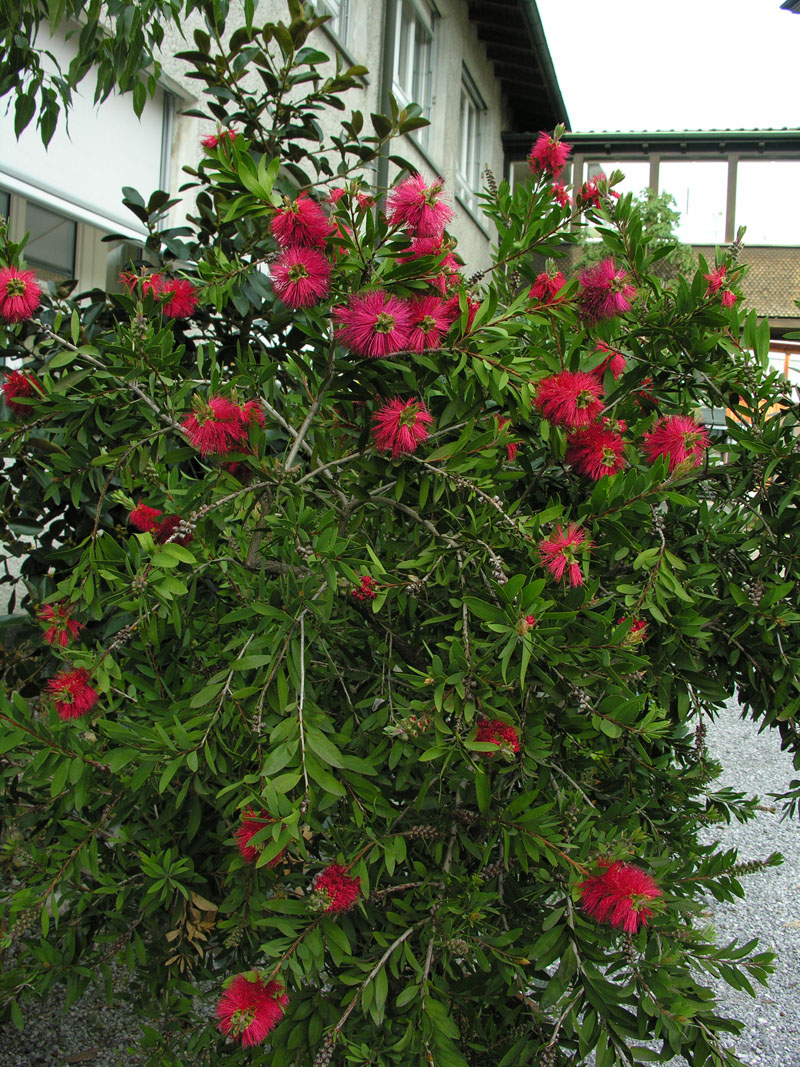 Prächtiger Zylinderputzer (Callistemon rigidus)