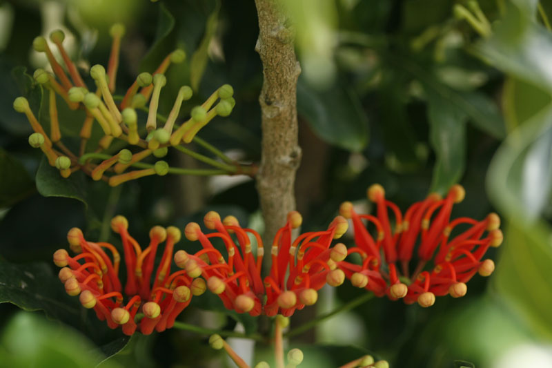 Feuerradbaum (Stenocarpus sinuatus)