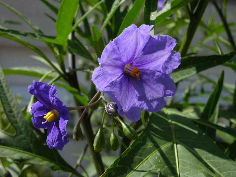 Grosser Känguru-Apfel (Solanum laciniatum)