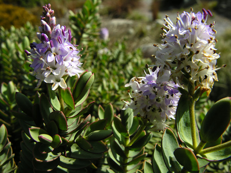 Strauchveronika (Hebe albicans)