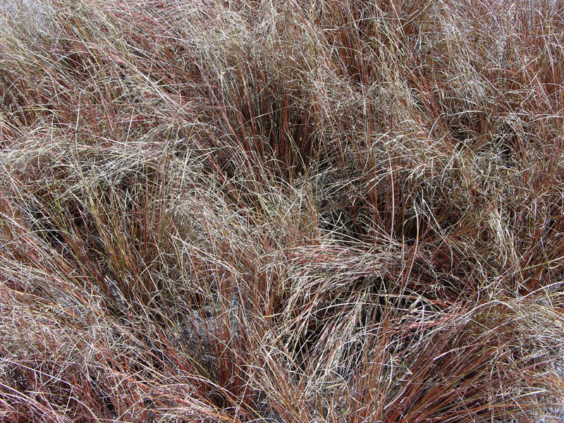 Fuchsrote Segge (Carex buchananii)