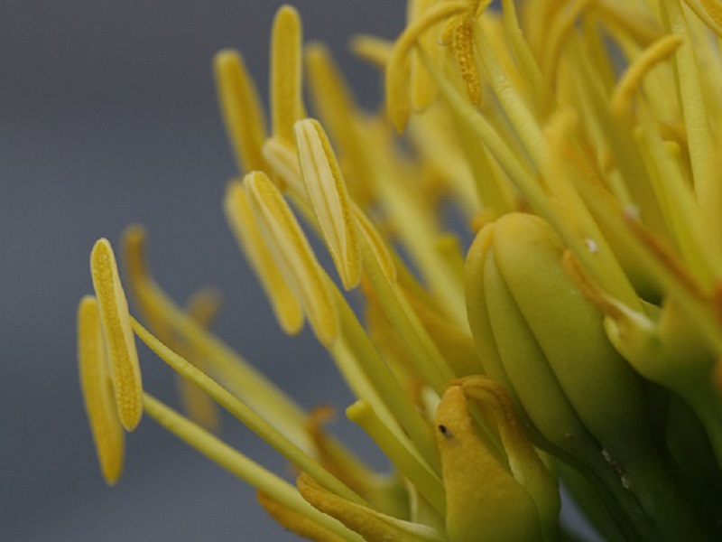 Blütendetail der Neumexikanischen Agave (Agave parryi ssp. neomexicana)