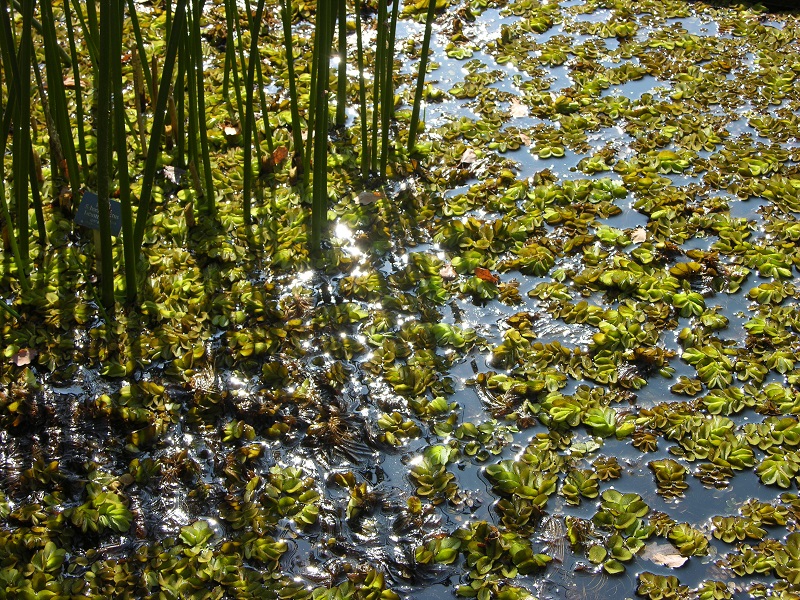 Schwimmfarn (Salvinia modesta)