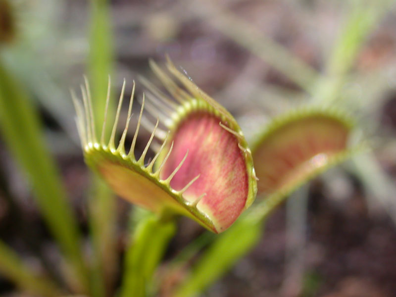 Venus-Fliegenfalle (Dionaea muscipula)