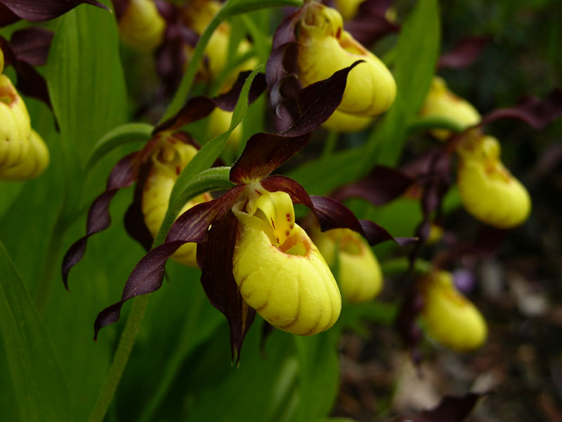 Frauenschuh (Cypripedium calceolus var. parviflorum)