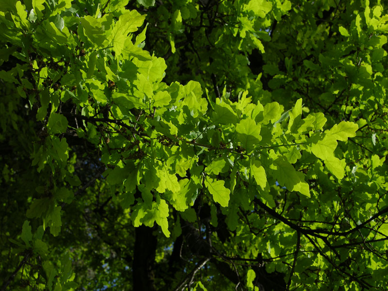 Stieleiche (Quercus robur)