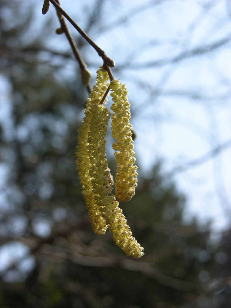 Hasel (Corylus avellana)
