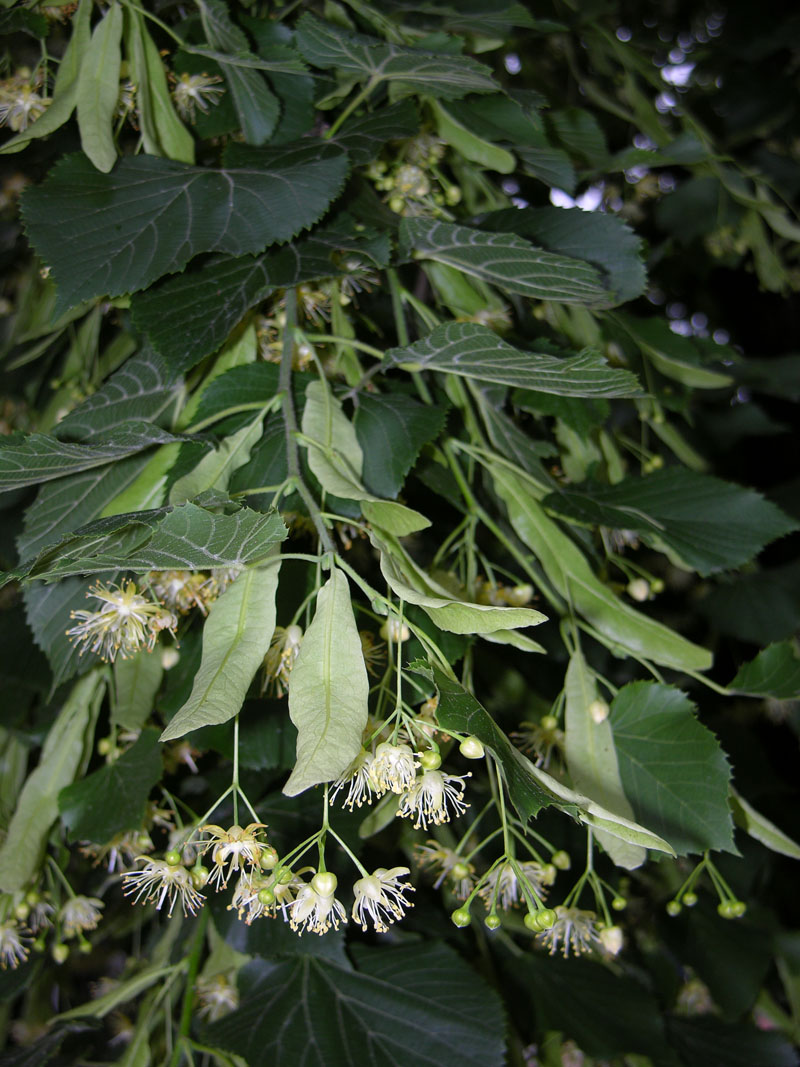 Sommerlinde (Tilia platyphyllos)