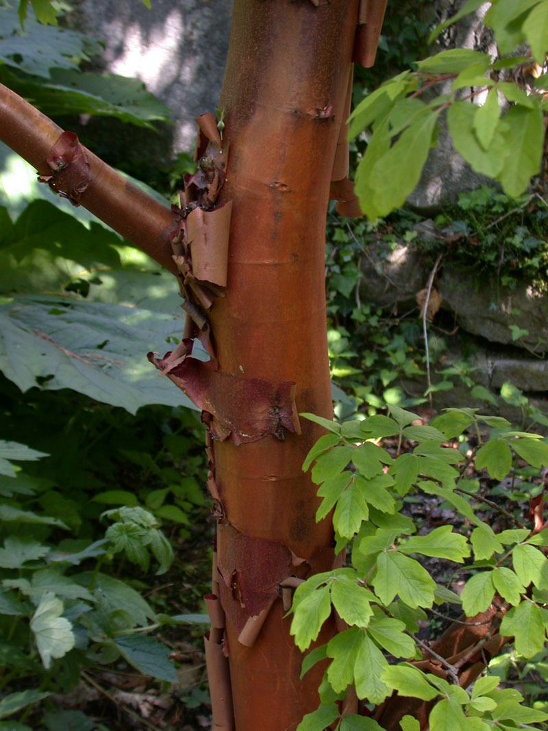 Zimtahorn (Acer griseum)