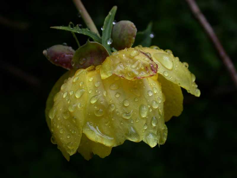 Gelbe Pfingstrose (Paeonia lutea)