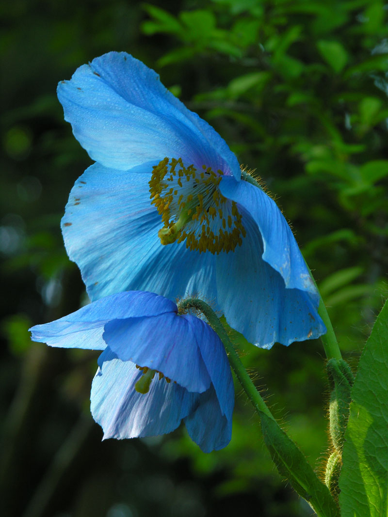 Grosser Scheinmohn (Meconopsis grandis)