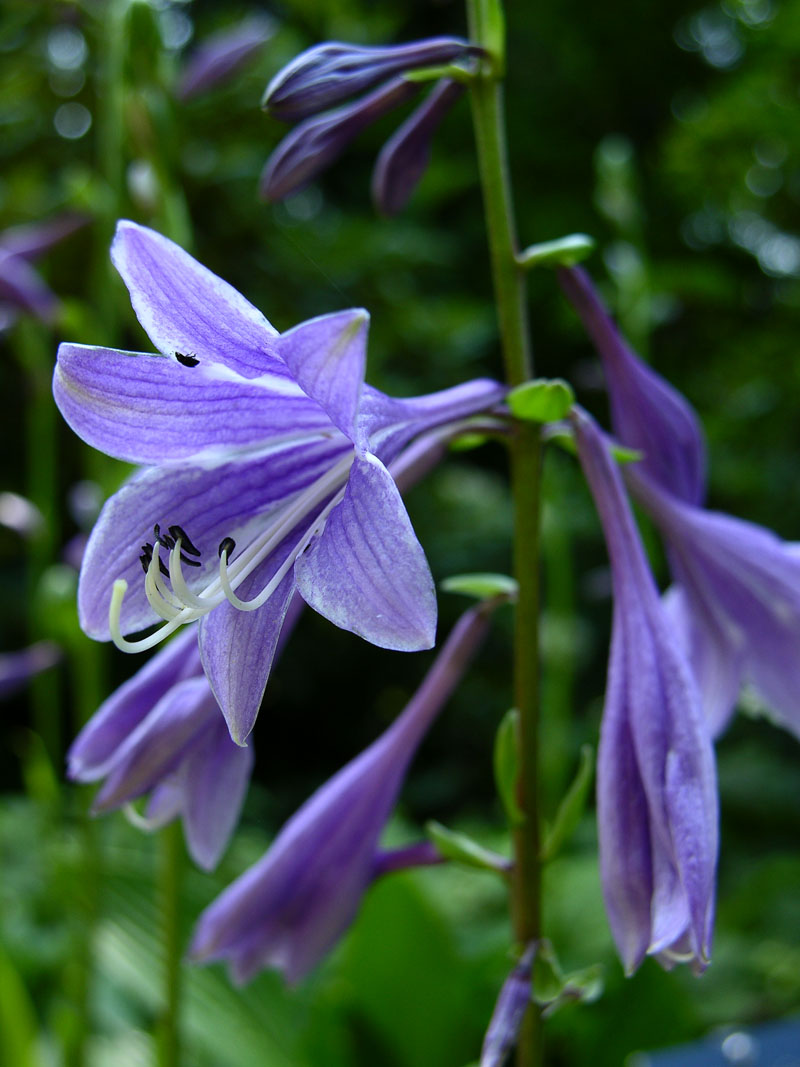 Schmalblättrige Funkie (Hosta longissima)