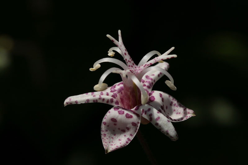 Krötenlilie (Tricyrtis macropoda)