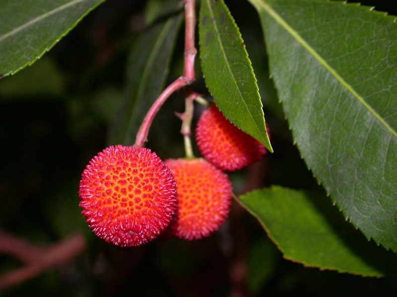 Früchte des Erdbeerbaums (Arbutus unedo)