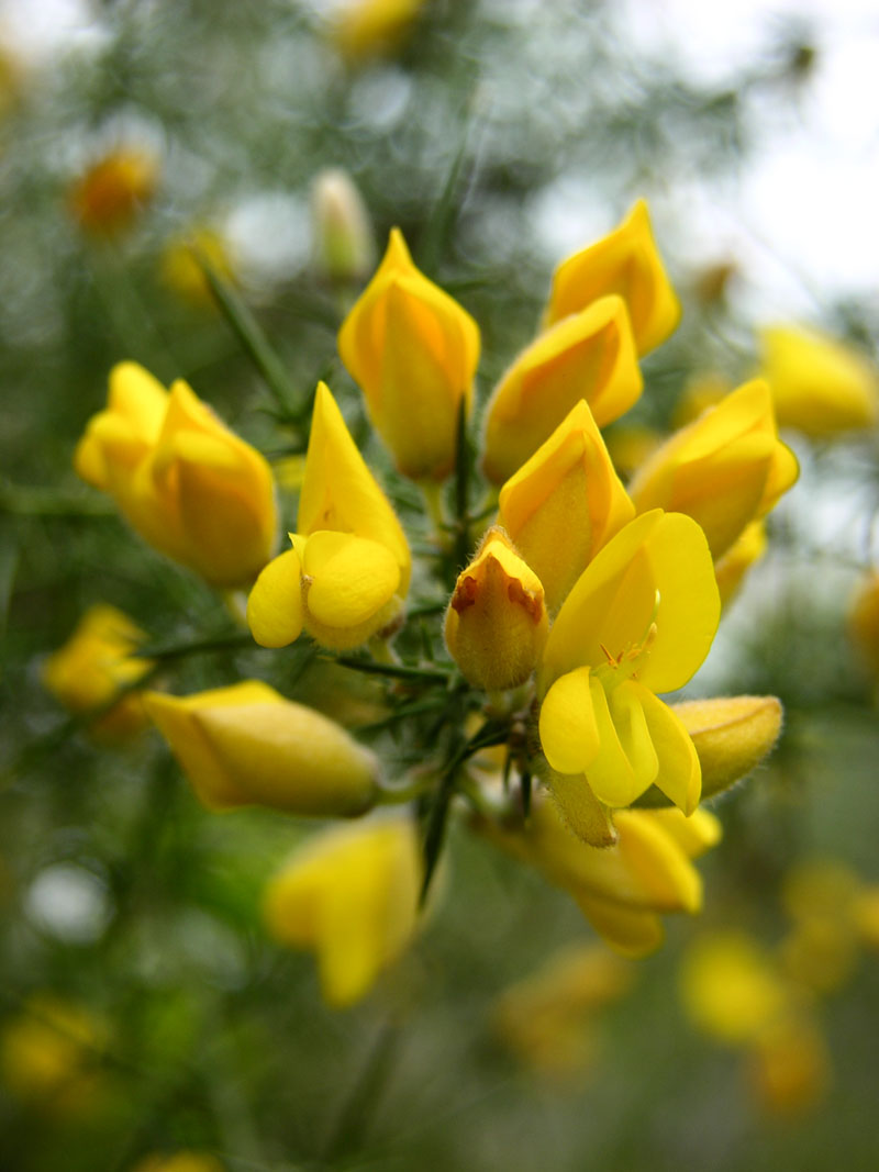 Europäische Stechginster (Ulex europaeus)