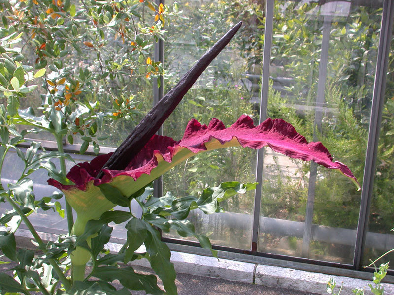 Drachenwurz (Dracunculus vulgaris)