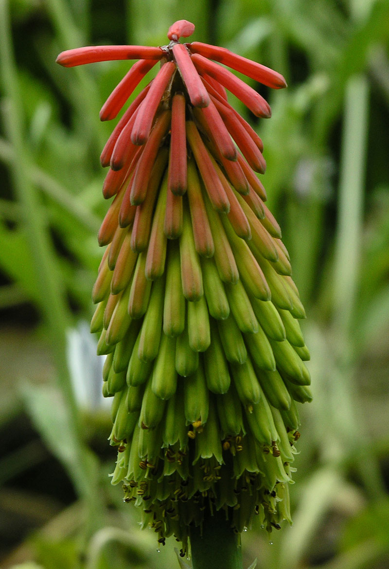 Fackellilie (Kniphofia hirsuta)