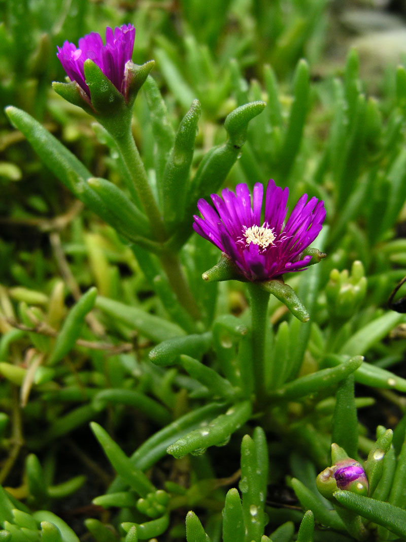 Coopers Mittagsblume (Delosperma cooperi)