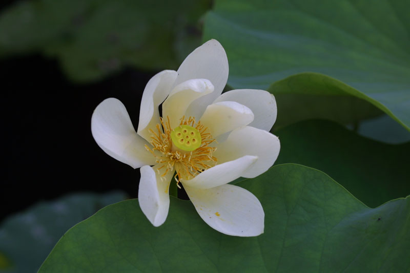 Amerikanische Lotosblume (Nelumbo lutea)