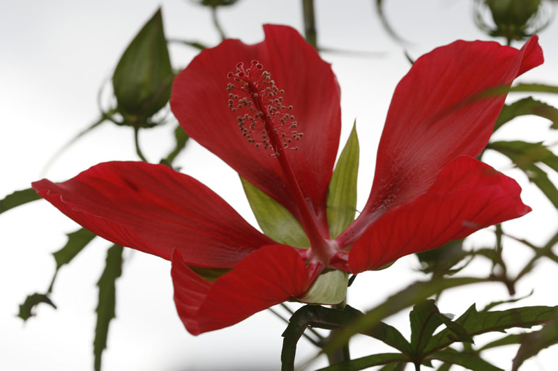 Scharlach-Hibiskus (Hibiscus coccineus)